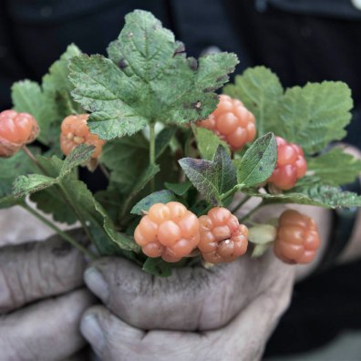 Sweden, Lappland, cloudberry (Rubus chamaemorus)